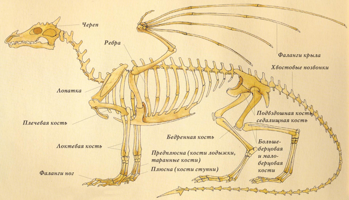 Фото по запросу Скелет дракона